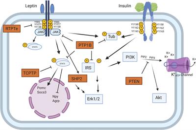 The Role of Inflammation in Diabetic Retinopathy